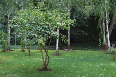 Parkta yeşil huş ağaçları, kraliyet bahçesinde güzel güneşli öğleden sonra, taze yeşil çimenler, beyaz banklar, Ukrayna manzara