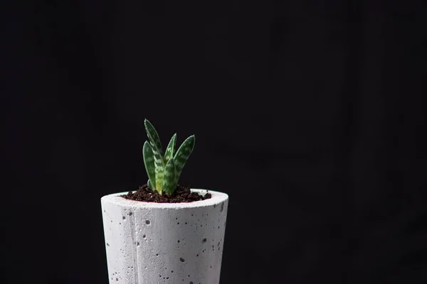 Planta suculenta en maceta de hormigón hecho a mano en la decoración de la habitación para el amante de los cactus —  Fotos de Stock