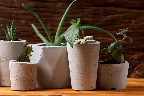 Pianta succulenta in vaso di cemento fatto a mano nella decorazione della stanza per l'amante del cactus — Foto Stock