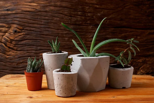 Gros plan de minuscules succulents dans des pots en béton bricolage. le concept de confort à domicile — Photo