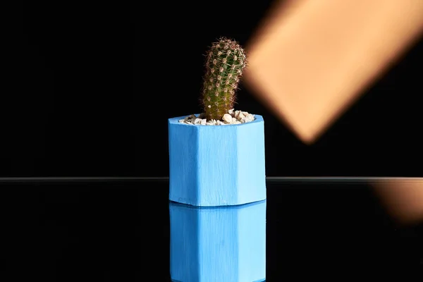 Suculentas, cactus en maceta de hormigón azul sobre fondo naranja claro. Foto limpia — Foto de Stock