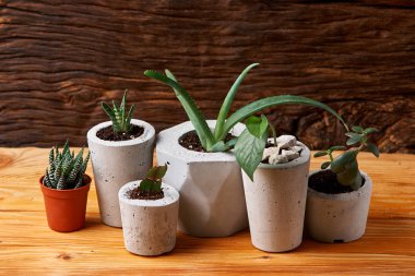 Oda Dekorasyon kaktüs sevgilisi için el yapımı beton tencerede etli bitki
