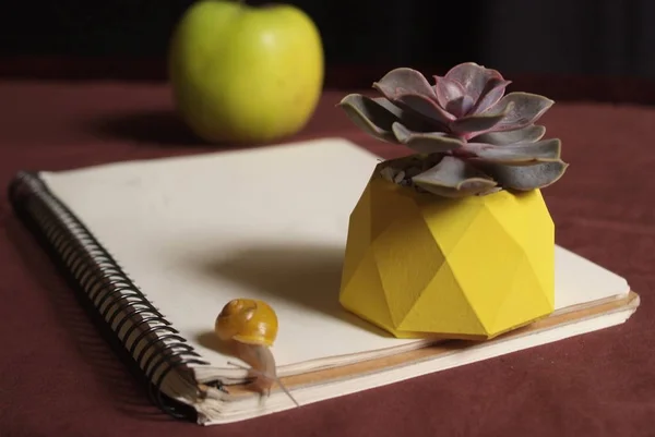 Suculentas en maceta de hormigón amarillo sobre la mesa con caracol pequeño cerca de manzana y cuaderno. Macro de cerca — Foto de Stock