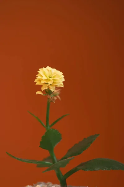 Vaso con gerbera vegetale isolato su fondo arancio. Da vicino. — Foto Stock