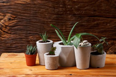 Succulents, aloe ve DIY beton tencerede crassulain. Sadece kaplarda Ekili. Ahşap arka plan üzerinde. ev kavramı