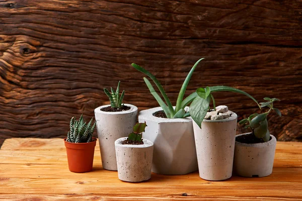 Succulents, aloe dan crassulain dalam pot beton diy. Hanya ditanam di pot. Pada latar belakang kayu. konsep rumah. — Stok Foto