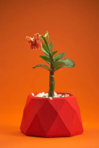 Maceta con gerberas de plantas aisladas sobre fondo naranja. De cerca. — Foto de Stock