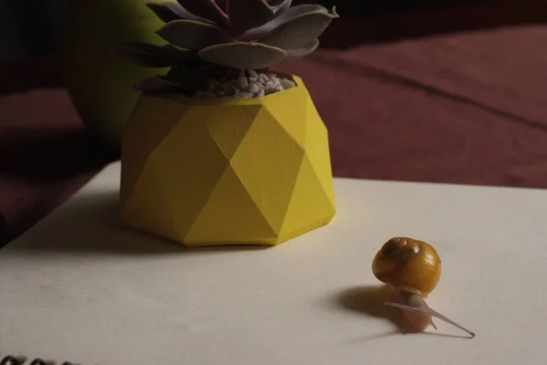 Suculentas en maceta de hormigón amarillo sobre la mesa con caracol pequeño cerca de manzana y cuaderno. Macro de cerca —  Fotos de Stock