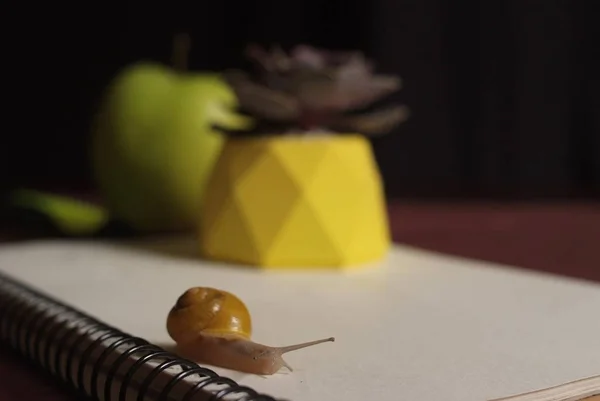 Succulents in yellow concrete pot on table with little snail near apple and notebook. Macro close up — Stock Photo, Image