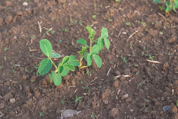 Brotos de feijão verde brotos no campo de perto — Fotografia de Stock