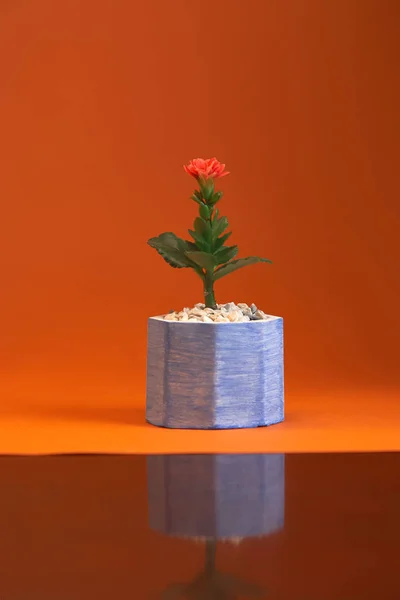 Горшок с растением герберы изолированы на оранжевом фоне. Закрыть Лицензионные Стоковые Изображения