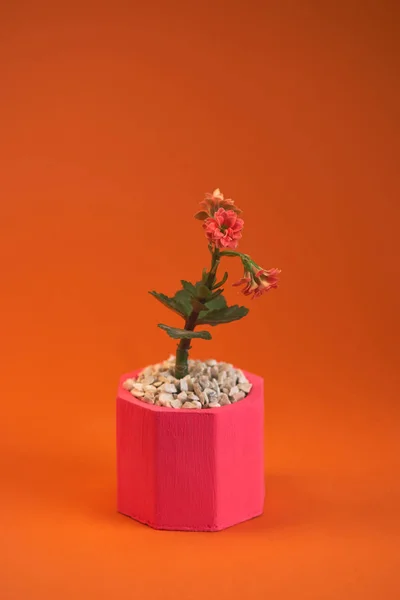 Горшок с растением герберы изолированы на оранжевом фоне. Закрыть Стоковое Фото