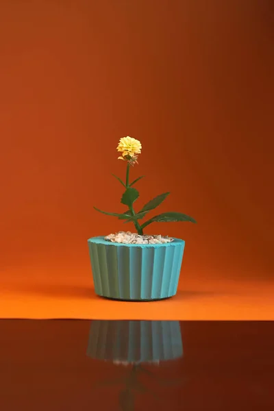 portakal arka planda izole bitki gerbera ile pot. Yakın çekim