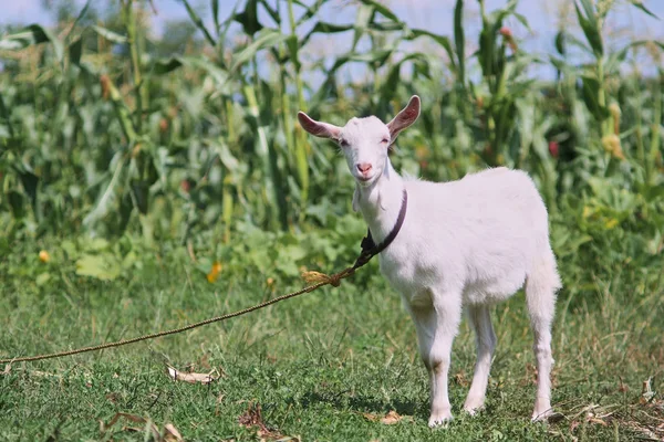 Retrato de caprinos adultos brancos pastando no campo de prados de verão no campo da aldeia — Fotografia de Stock