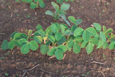 Alan yakın yukarı yeşil fasulye lahanası vuruyor