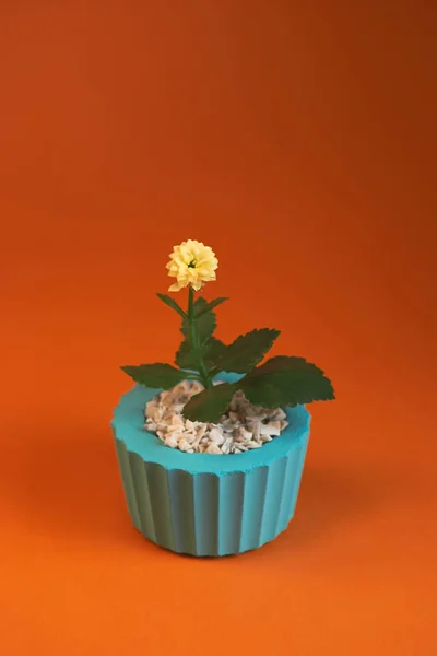 Горшок с растением герберы изолированы на оранжевом фоне. Закрыть — стоковое фото