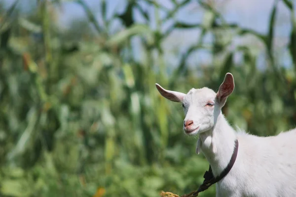 Retrato de caprinos adultos brancos pastando no campo de prados de verão no campo da aldeia — Fotografia de Stock
