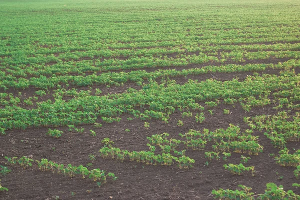 Brotos de fild com brotos de feijão verde no por do sol. Bela paisagem — Fotografia de Stock