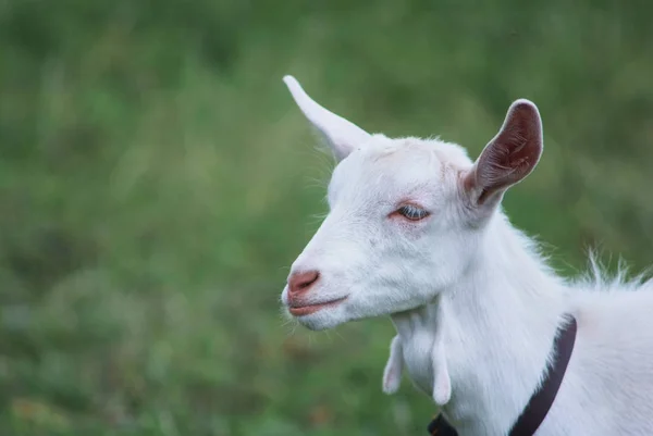 Portrait de chèvres blanches adultes en herbe sur le pré d'été à la campagne du village — Photo