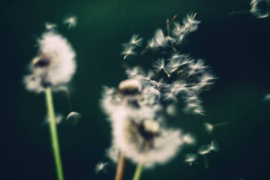 beyaz ve güzel karahindiba