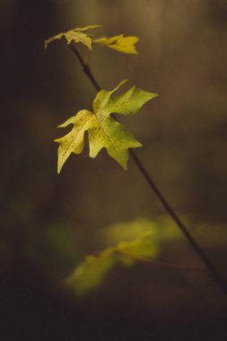 Genç akçaağaç yaprağı