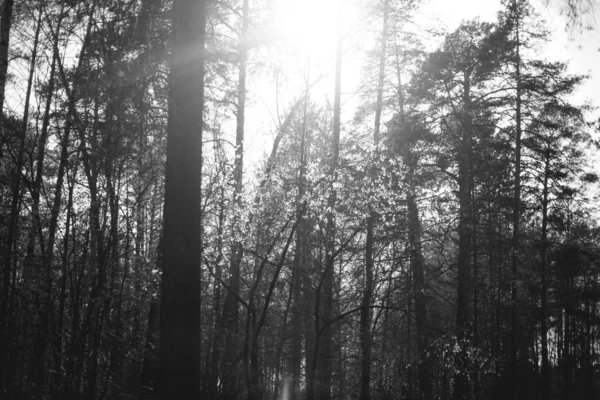 Fotografía Paisaje Blanco Negro —  Fotos de Stock