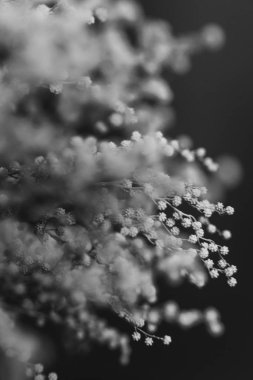  çiçeklerin siyah beyaz stüdyo fotoğrafçılığı