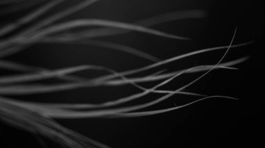  çiçeklerin siyah beyaz stüdyo fotoğrafçılığı