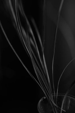  çiçeklerin siyah beyaz stüdyo fotoğrafçılığı
