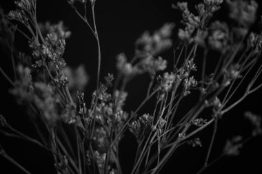  çiçeklerin siyah beyaz stüdyo fotoğrafçılığı