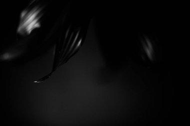  çiçeklerin siyah beyaz stüdyo fotoğrafçılığı