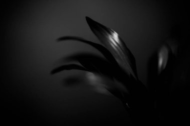  çiçeklerin siyah beyaz stüdyo fotoğrafçılığı