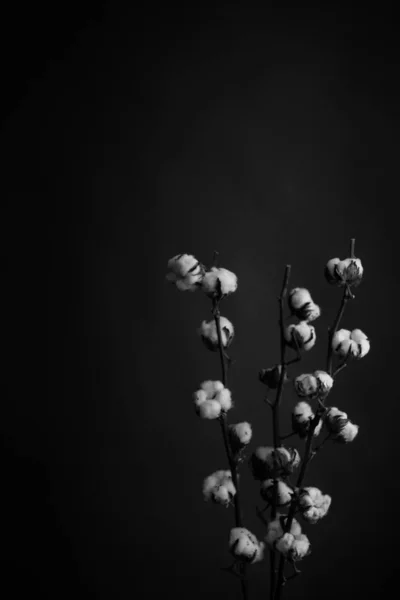 Estudio Blanco Negro Fotografía Flores — Foto de Stock