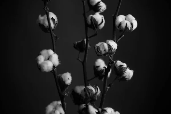 Estudio Blanco Negro Fotografía Flores — Foto de Stock