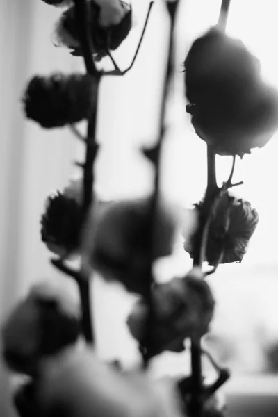 Черно Белая Студийная Фотография Цветов — стоковое фото