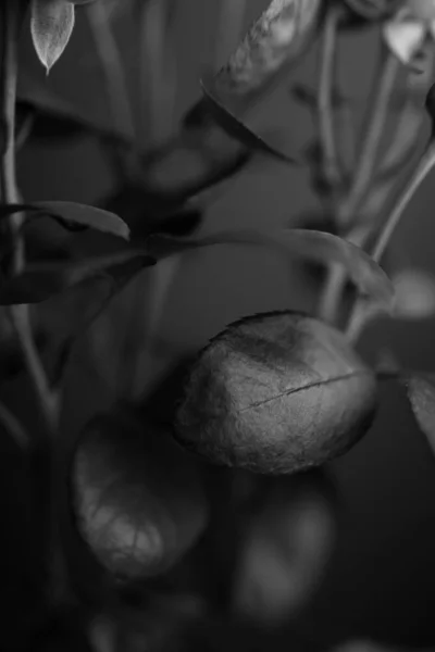 Estudio Blanco Negro Fotografía Flores —  Fotos de Stock