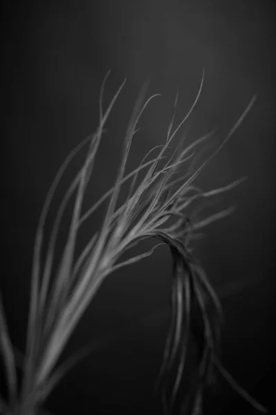 花の白黒スタジオ写真 — ストック写真
