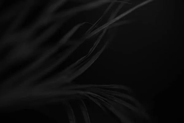 Czarno Biała Fotografia Studyjna Kwiatów — Zdjęcie stockowe