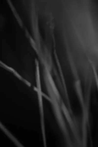 Schwarz Weiß Studioaufnahmen Von Blumen — Stockfoto