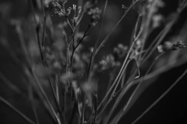 Czarno Biała Fotografia Studyjna Kwiatów — Zdjęcie stockowe