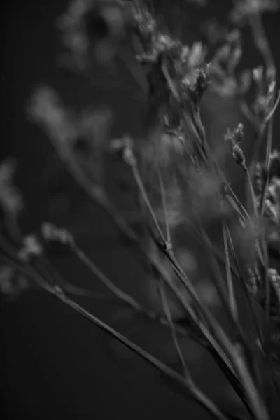 Black White Studio Photography Flowers — Stock Photo, Image