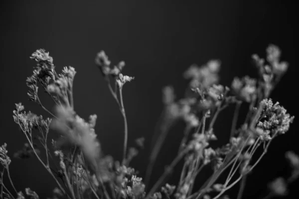 Черно Белая Студийная Фотография Цветов — стоковое фото
