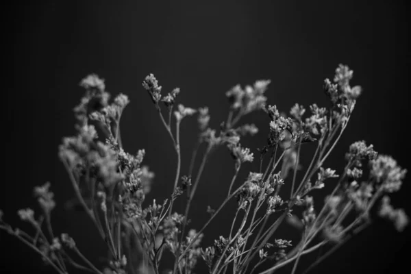 Czarno Biała Fotografia Studyjna Kwiatów — Zdjęcie stockowe