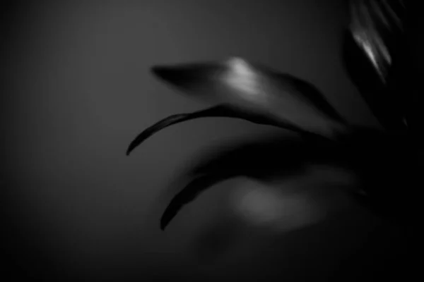 Schwarz Weiß Studioaufnahmen Von Blumen — Stockfoto