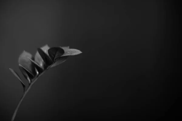 Чорно Біла Студія Фотографія Квітів — стокове фото