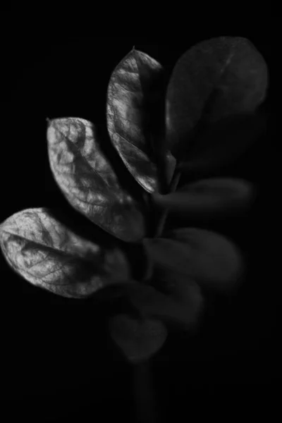 Černobílé Fotografické Fotografie Květin — Stock fotografie