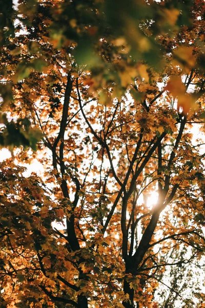 Farblandschaftsfotografie Herbst Bäume Und Natur — Stockfoto