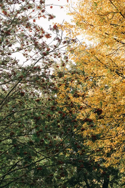 Кольорова Пейзажна Фотографія Осінь Дерева Природа — стокове фото