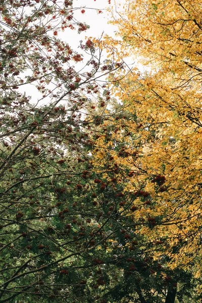 renkli manzara fotoğrafçılığı, sonbahar, ağaçlar ve doğa