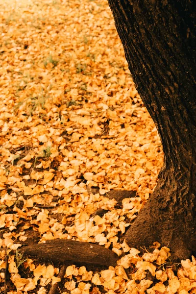 Cor Paisagem Fotografia Outono Árvores Natureza — Fotografia de Stock